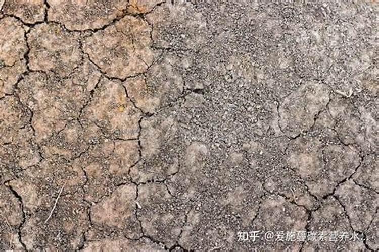 水溶肥和冲施肥有什么区别？