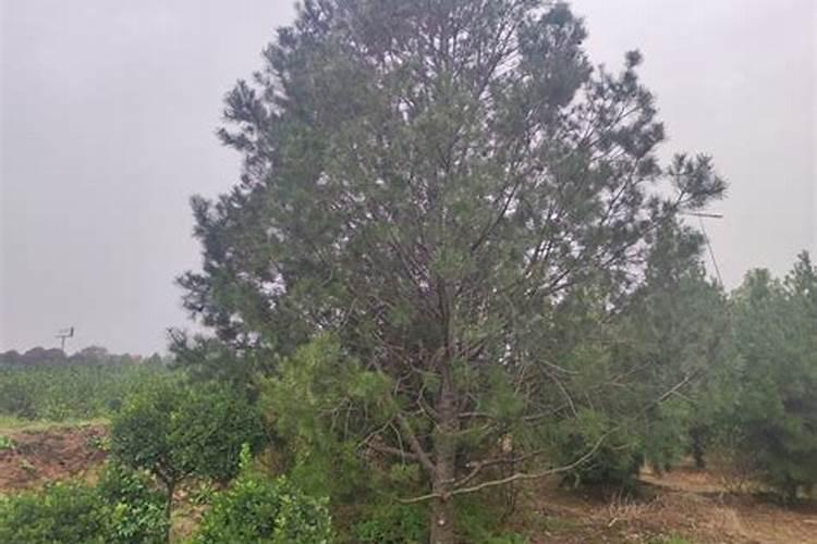 白皮松如何管理