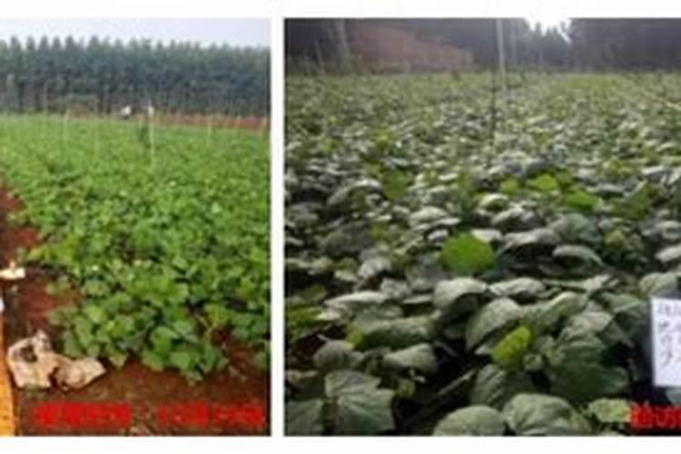 什么样的土壤适合种菜？