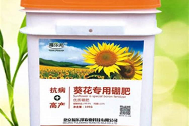葵花什么时候上硼肥