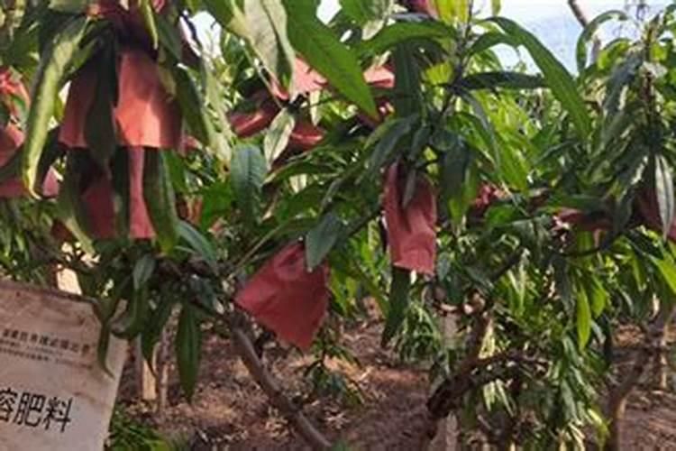 桃树结果时需要施什么肥