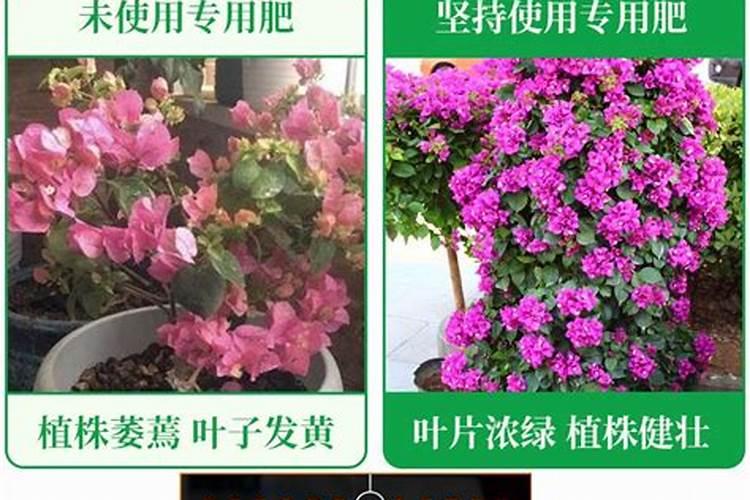 葡萄一年打药顺序及用什么药