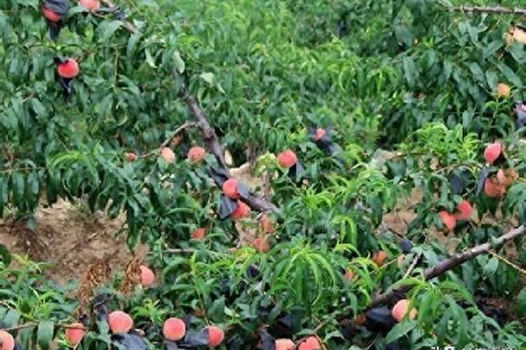 油桃的肥水管理方法有哪些？