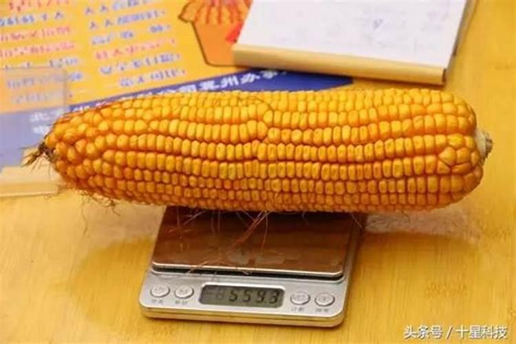 大米的成分有哪些物质 大米的成分有什么