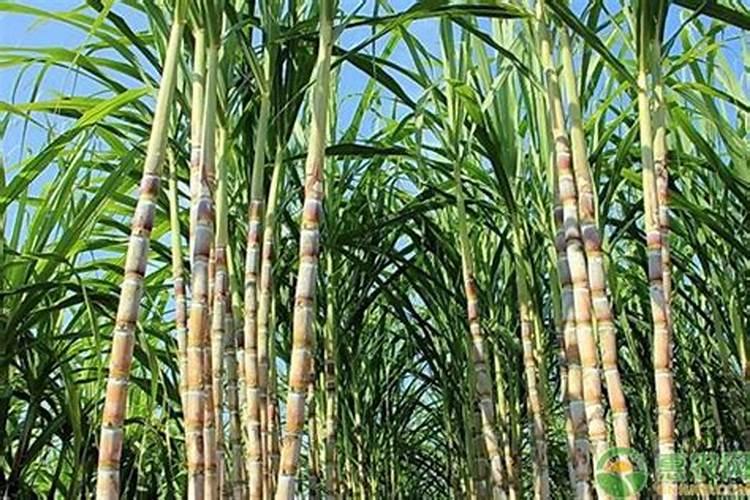 风雨兰种子播种方法