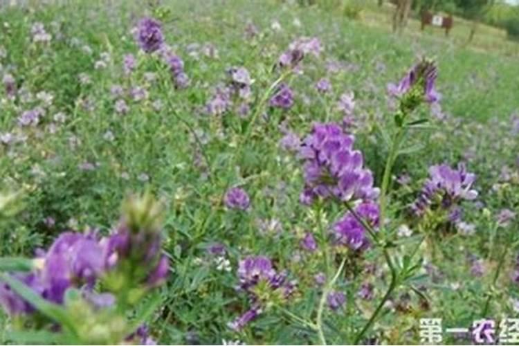 紫花苜蓿草一年施肥几次