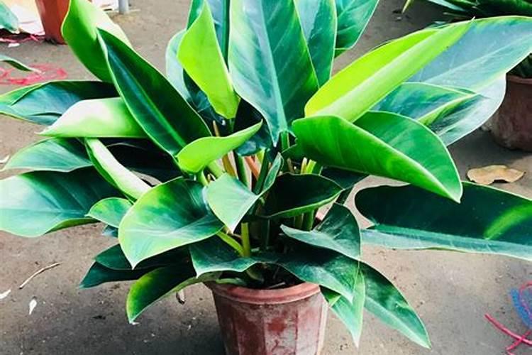 大叶绿萝施什么肥