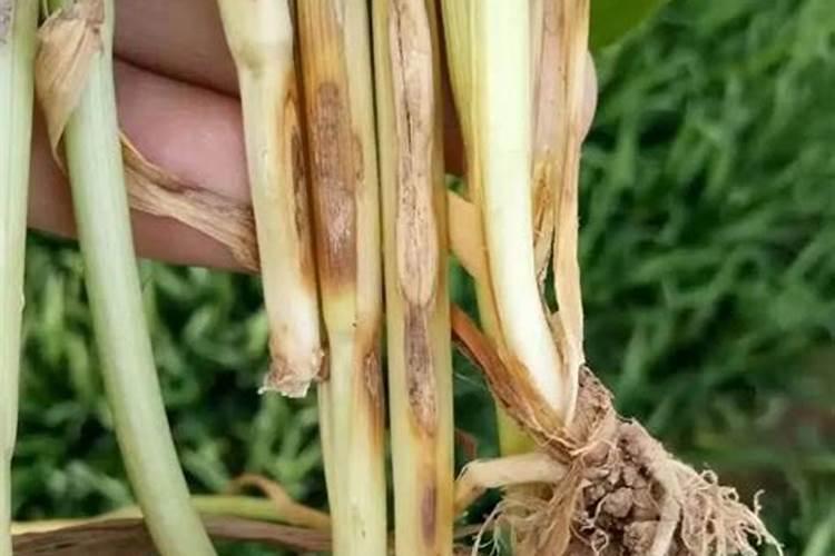 小麦纹枯病用什么药