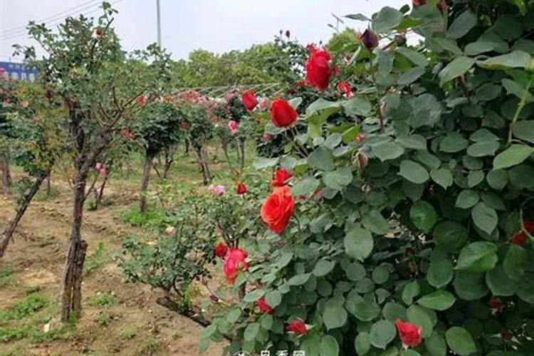 玉米追肥用尿素？千万别犯这些错误!这样施肥能增产15%