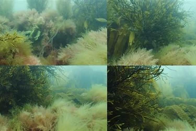 海藻肥含有什么元素