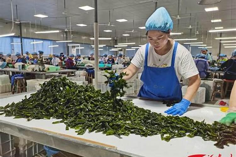 海藻一公斤如何使用