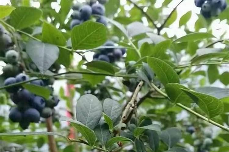 蓝莓盆景养护方法(蓝莓盆栽栽培与管理技术)