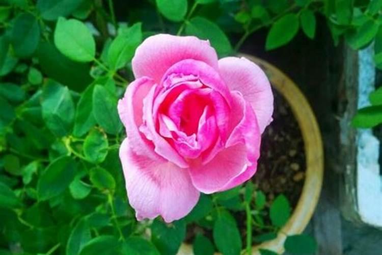 玫瑰浇什么肥料合适