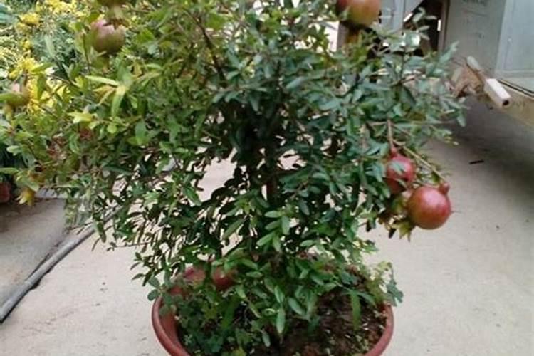 盆栽石榴这样施肥,越长越旺,花多花艳,果子也多,一起来看看