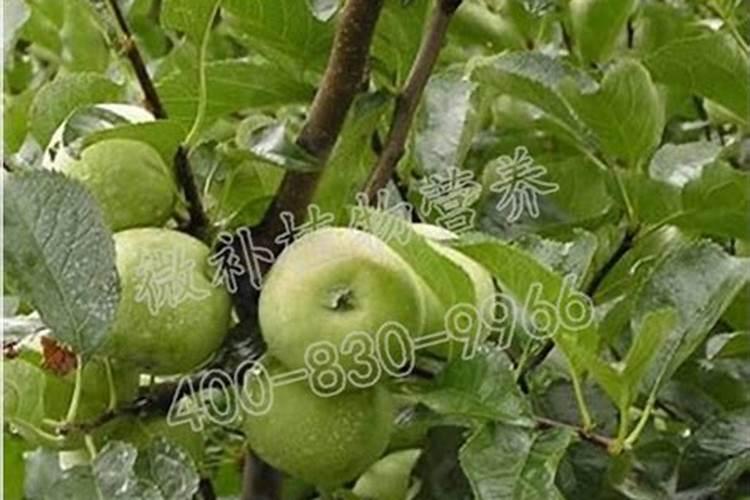 养花的氮肥有哪些