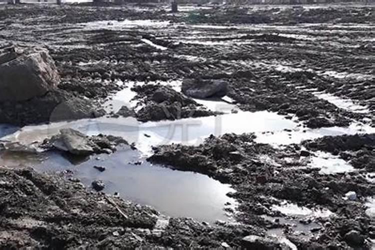 冲施肥需要注意哪些事项？天麻冲施肥有用吗？