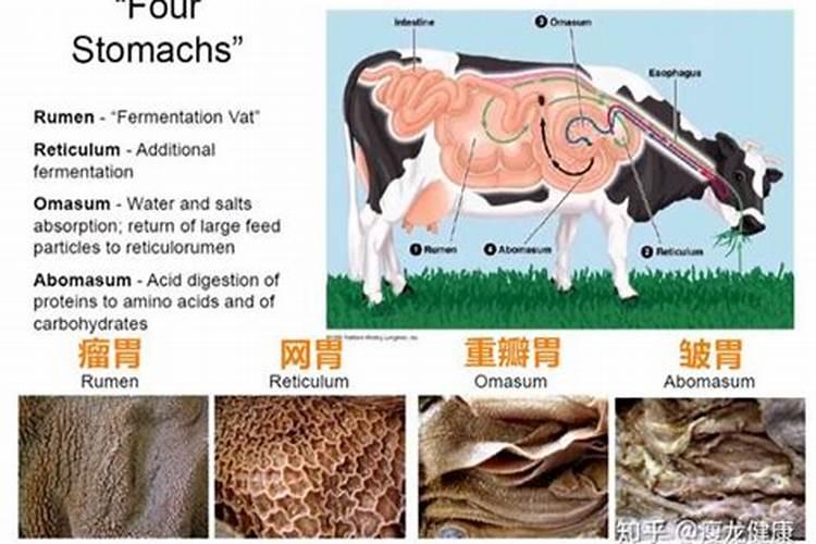 红薯含农药高吗知乎