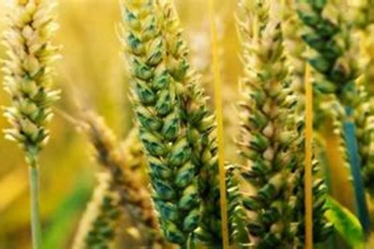 铜钱草怎么养叶子大 铜钱草怎么养叶子肥