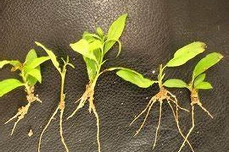 腐植酸水溶肥对油籽荚果拉长有作用吗