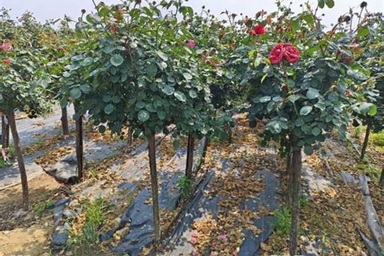 月季施肥有哪些方式