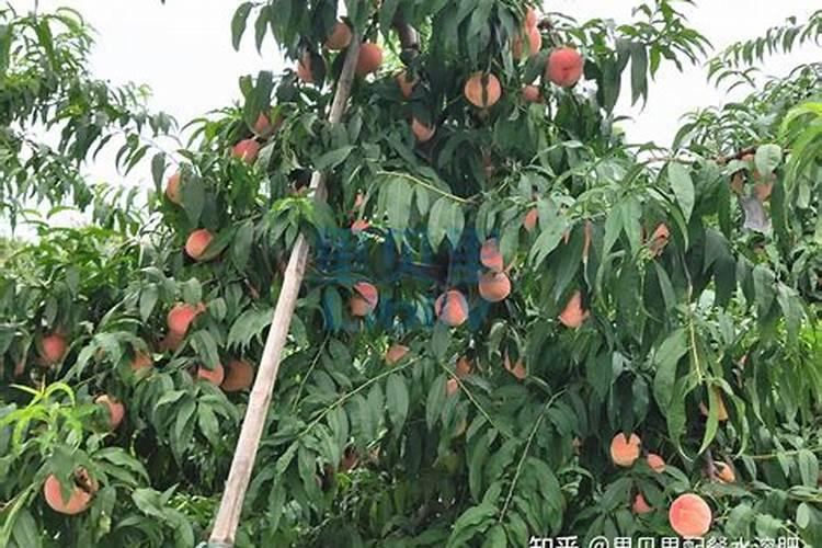 桃树施肥应该注意什么 高效施肥方法介绍