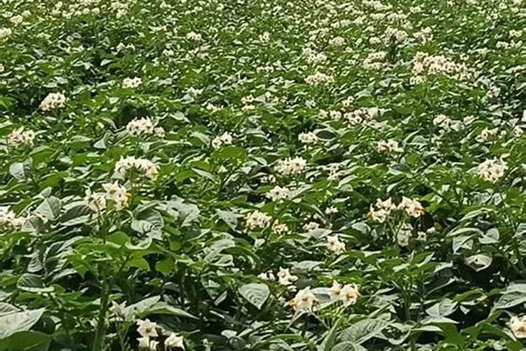 土豆浇什么肥料合适