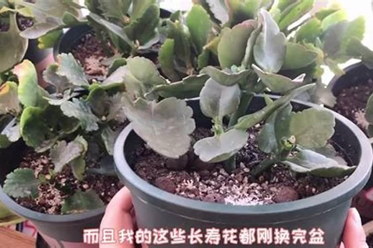 果树开花前用什么杀虫药好？