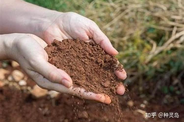 硫酸亚铁可以浇什么花？