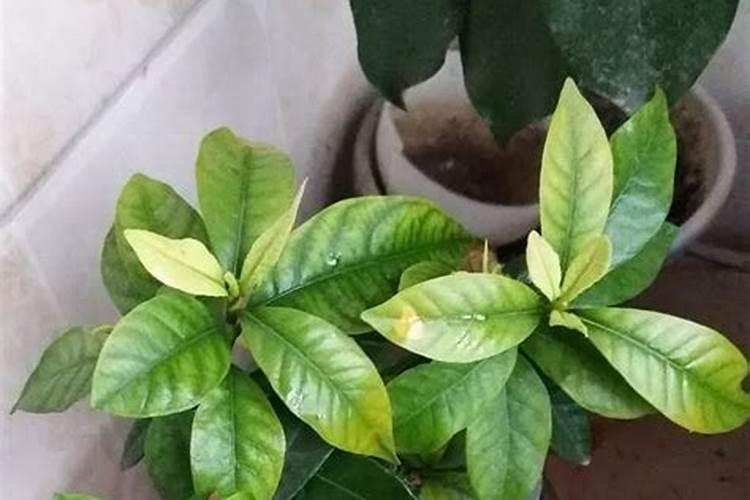 硫酸亚铁可以给花卉植物浇水吗？