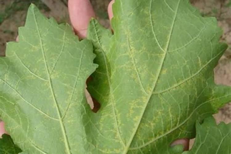 莲藕的施肥技术【莲藕需肥规律与平衡施肥技术问答(下)】