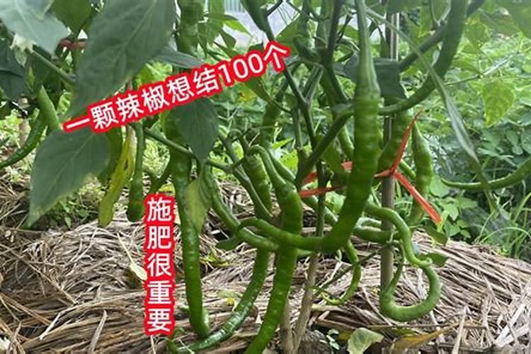 辣椒收获期叶面喷施氮肥可以吗,比例是多少？