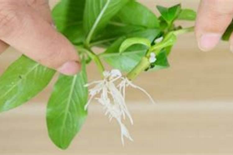 果树生根促根用什么效果最好？