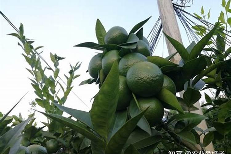 水溶肥料是什么原料做的 水溶肥原料等级划分