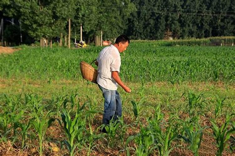 菠萝怎么种植方法 27公斤磷肥