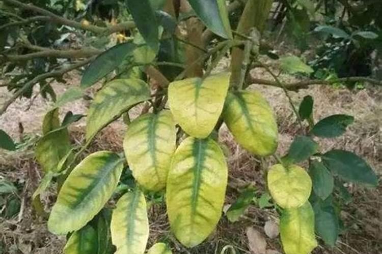 水溶肥≠冲施肥!千万别再搞混了!