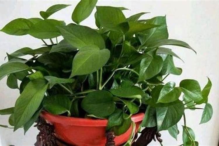 韭菜地蛆用什么药