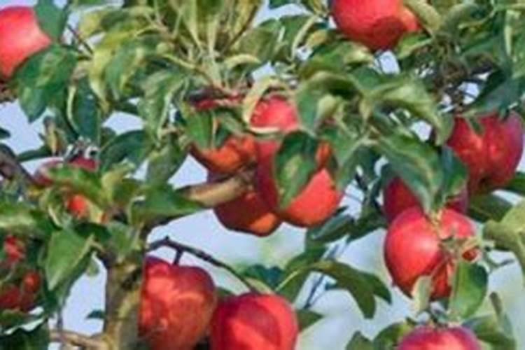 化肥配水后多久无效