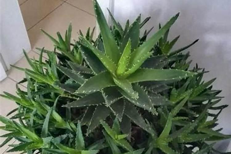 芦荟需要什么肥料养的好