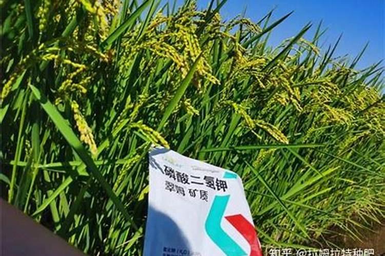 水稻后期能用钾肥吗