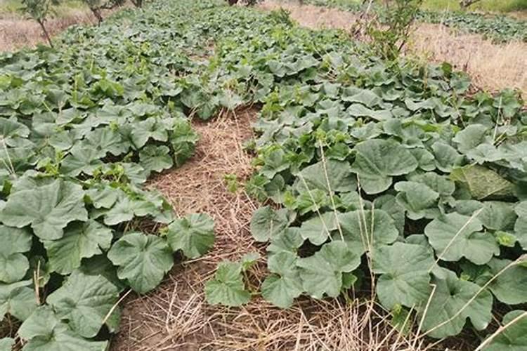 杨梅膨果期打什么叶面肥长的快？杨梅保花保果使用的肥料？