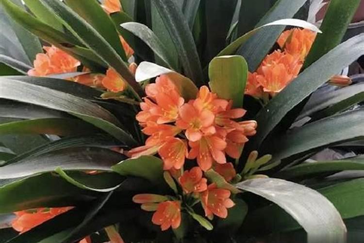 君子兰要怎么养才开花啊？