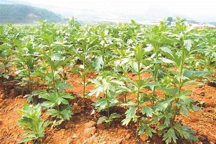 独角莲的介绍与养殖方法