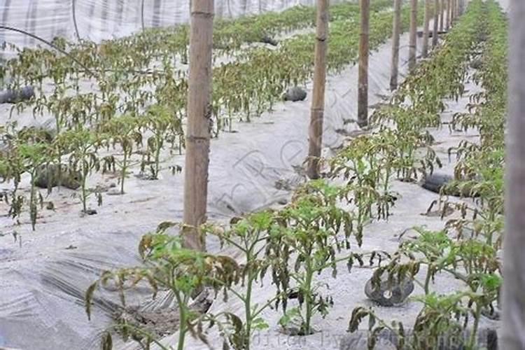 番茄冻害防治要点
