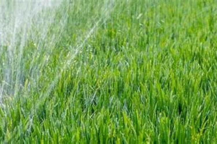冬季小麦是浇好还是不浇好