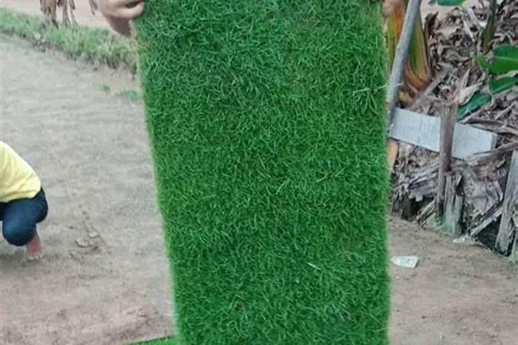 种草坪一般用什么肥料呢