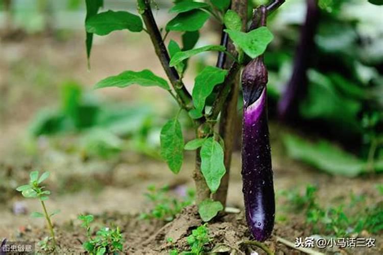 大棚种植茄子需要什么肥料