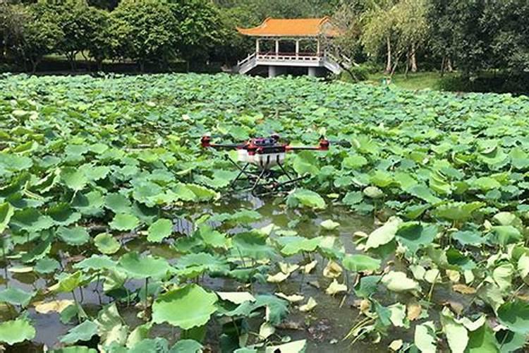 盆栽荷花枯萎了怎么办
