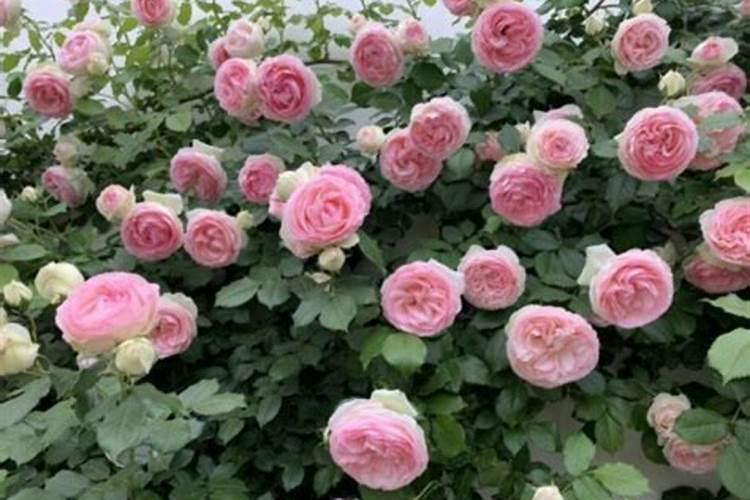 月季僵苗怎样才能发新芽