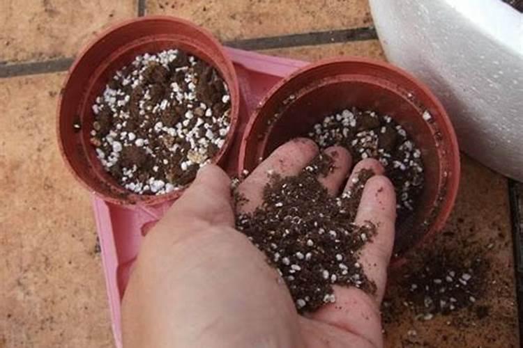 什么肥料养花最好养;养花必备肥料