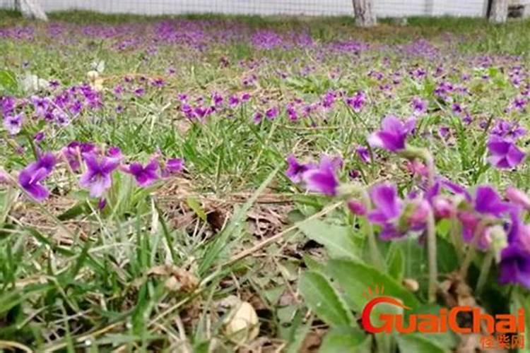 马铃薯和哪些作物轮作比较好